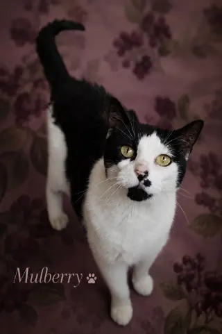 Mulberry (FCID# 05/12/2026 - 33 Trainer)