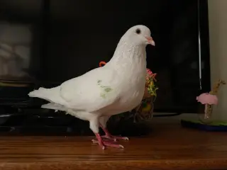 Pearl