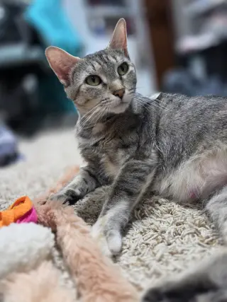 Freya