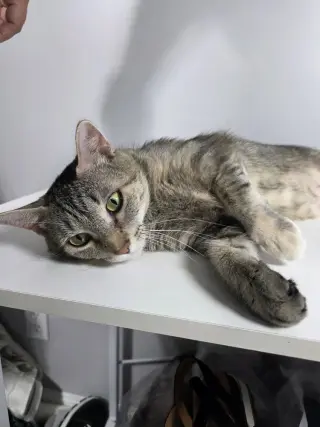 Freya
