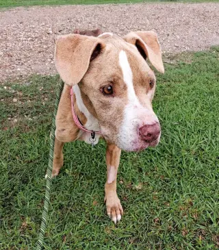 Xena