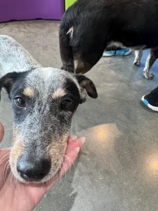 Taz