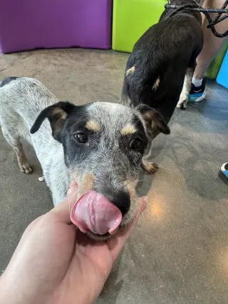 Taz