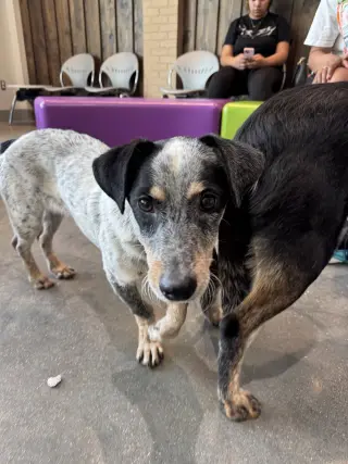 Taz
