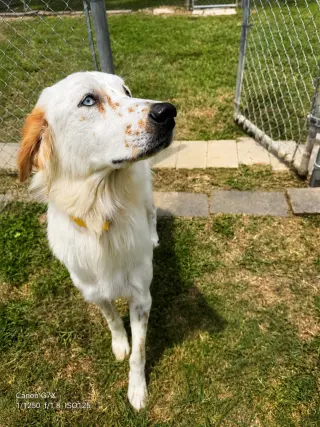 Lisa