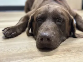 Goose fka Lenny