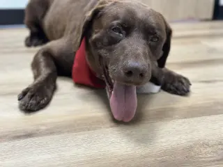 Goose fka Lenny