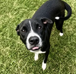 Tito