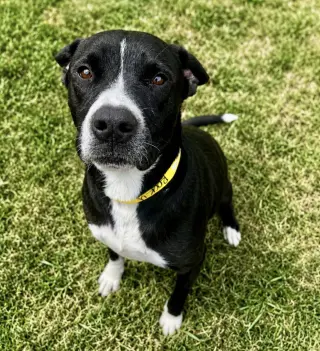 Tito