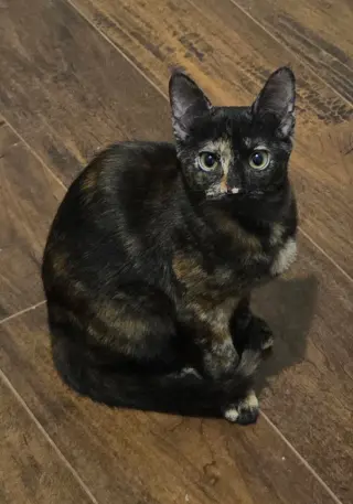 Torti-Feasor