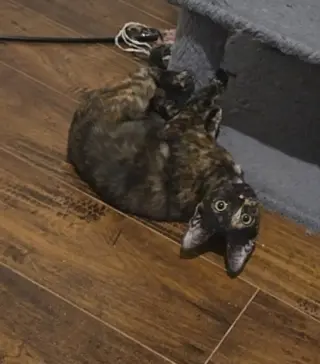 Torti-Feasor
