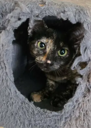 Torti-Feasor