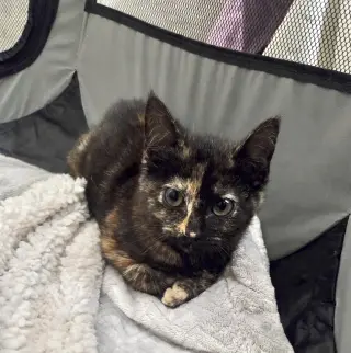 Torti-Feasor