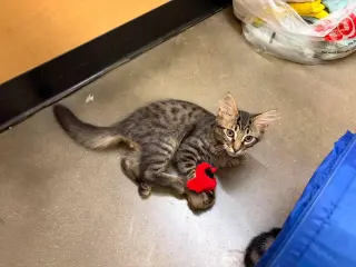 Sucker