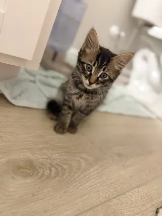 Sucker