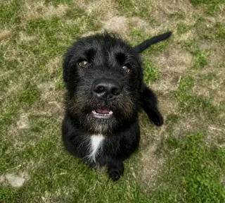 Fletch