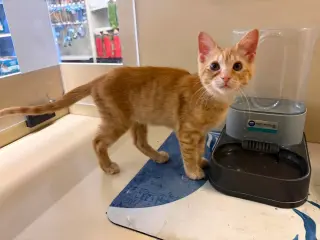 Tuna Melt