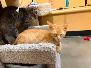 Tuna Melt