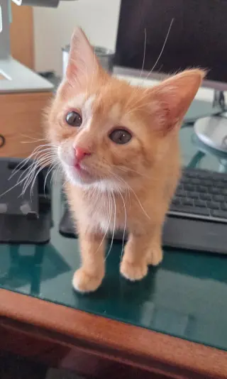 Tuna Melt