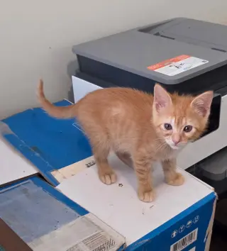 Tuna Melt