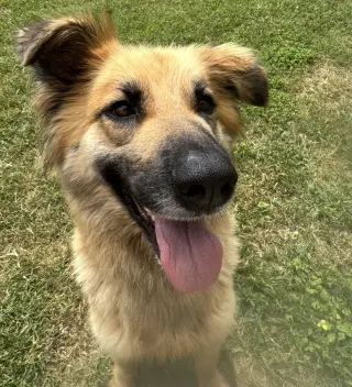 Daphne