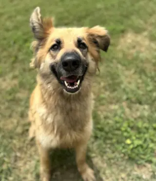 Daphne