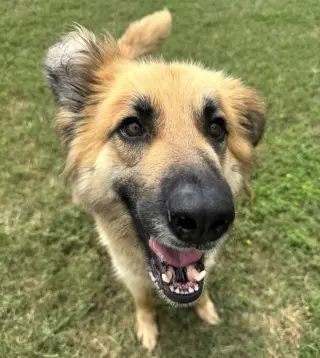 Daphne
