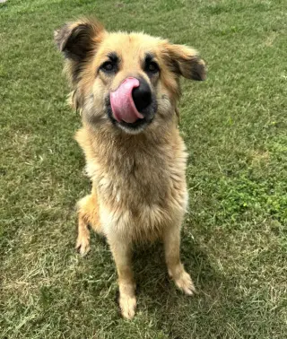 Daphne