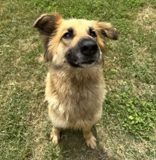 Daphne