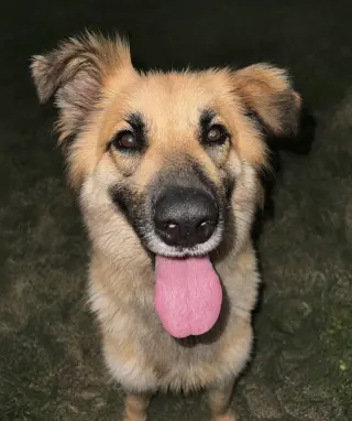 Daphne
