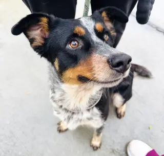 Mac