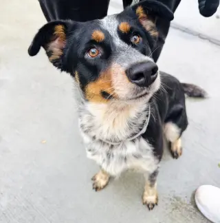 Mac