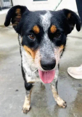 Mac