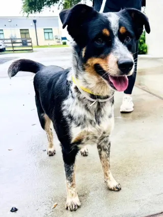 Mac