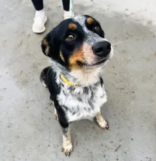 Mac