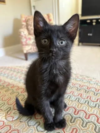 Cola