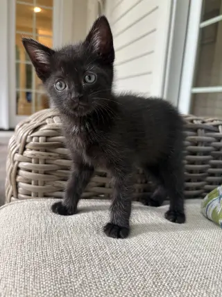 Cola