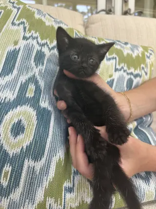 Cola