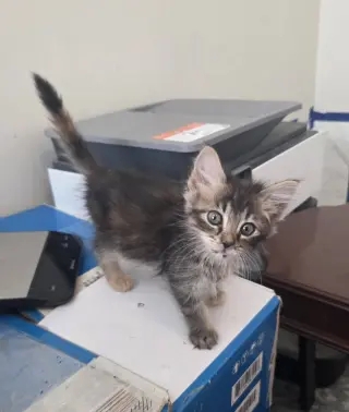 Court Reporter