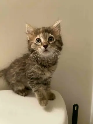 Knee (Available for pre-adoption)