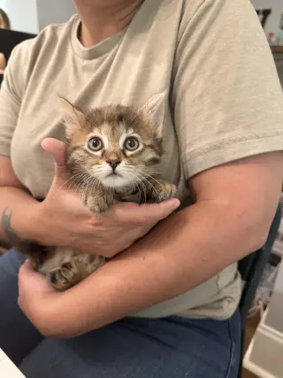 Knee (Available for pre-adoption)