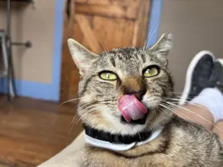 Prankster