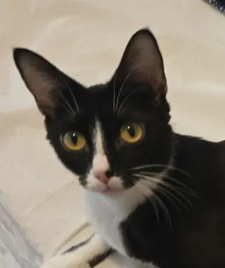 Gia
