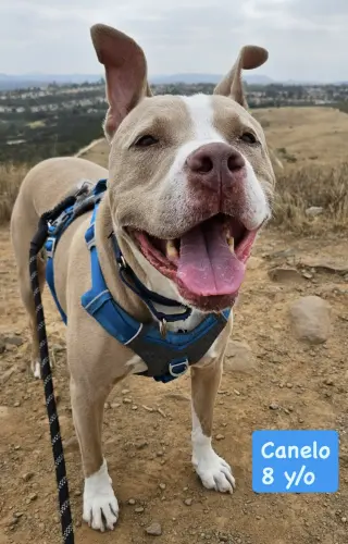 Canelo - *Courtesy Listing*