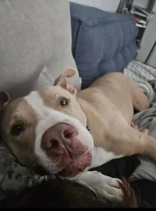 Canelo - *Courtesy Listing*