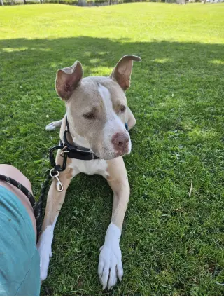 Canelo - *Courtesy Listing*
