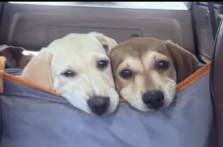Banana - Golden Lab puppy