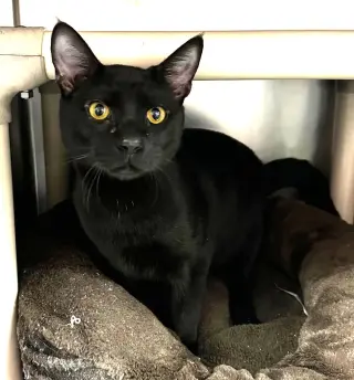 Coco