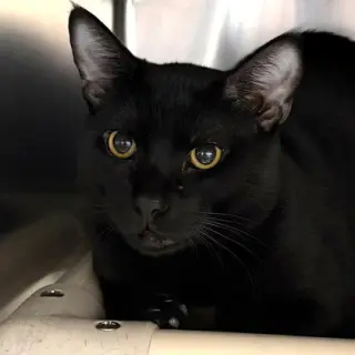 Coco