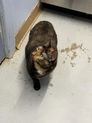 Fern (Offsite at Fancy Paws)